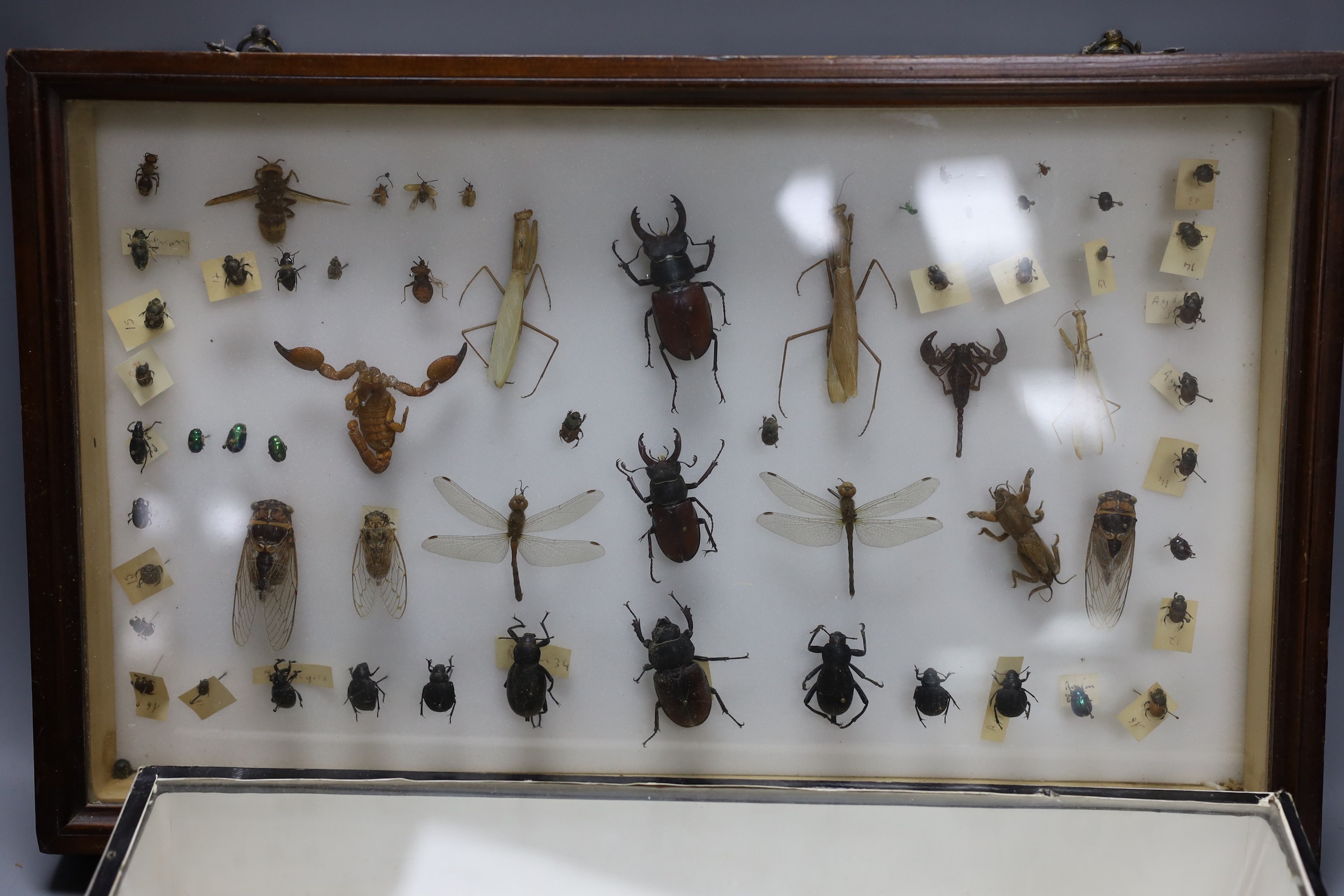 Entomology and Ornithology- beetle, scorpion, cicada, dragonfly etc. specimens in a glazed case, 41 cm wide, skeleton of a pigeon in a glazed box, 36 cm wide and an Atlas moth in a glazed case, 32 cm wide (3)